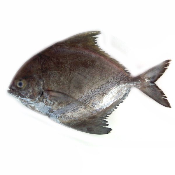 Black Pomfret Buy fresh fish online in Abu Dhabi