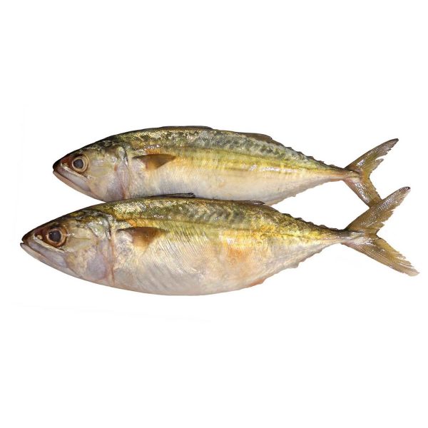 Mackerel Small Buy fresh fish online in Abu Dhabi