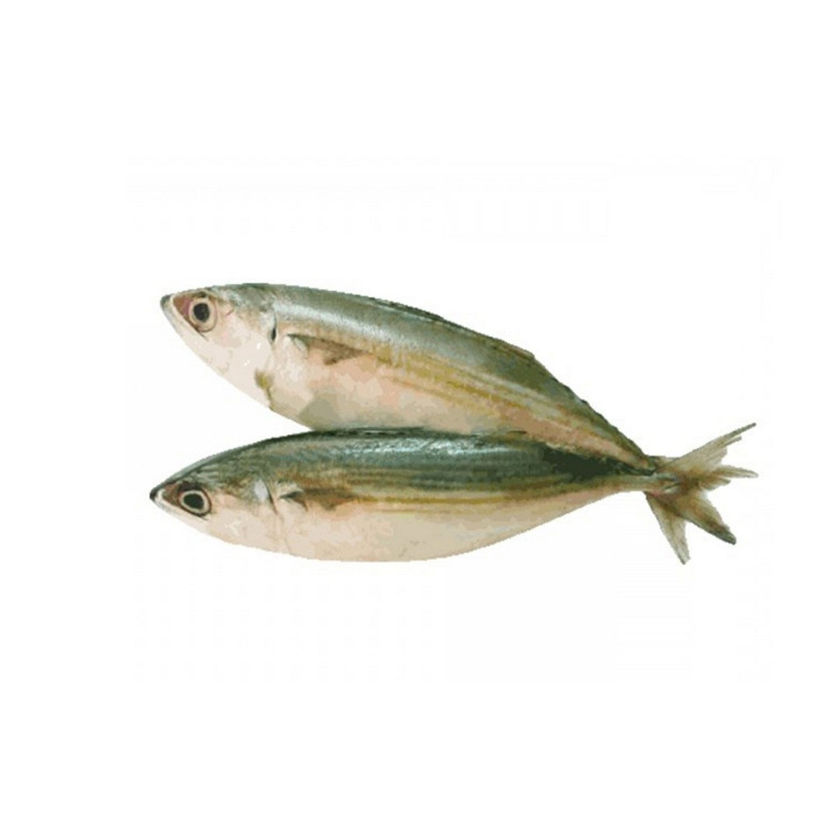 Mackerel Big Buy fresh fish online in Abu Dhabi