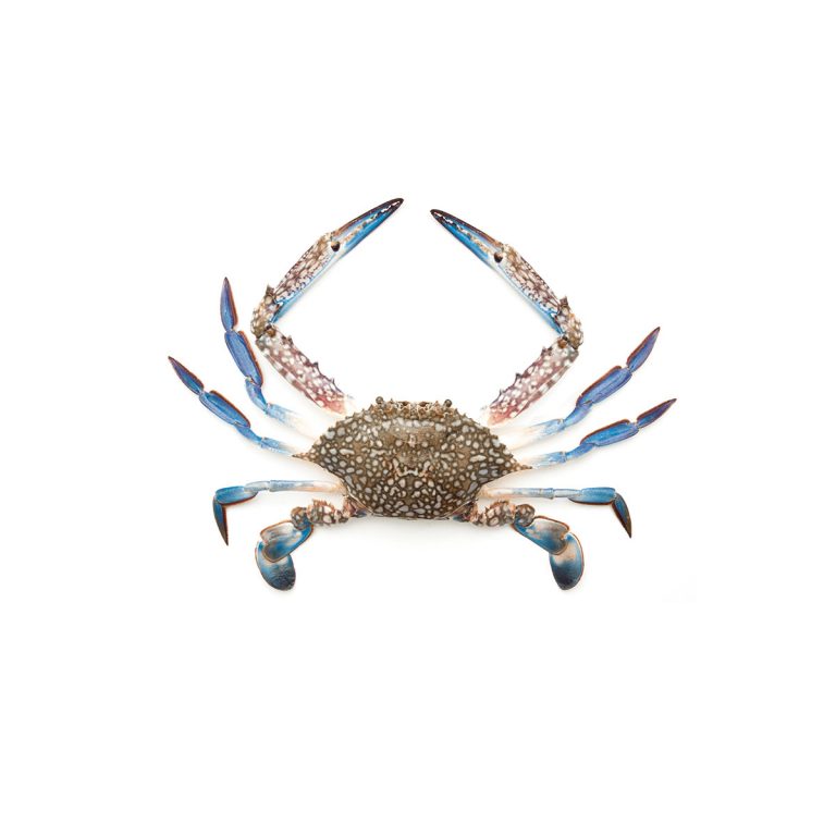 Blue Crab Buy fresh fish online in Abu Dhabi